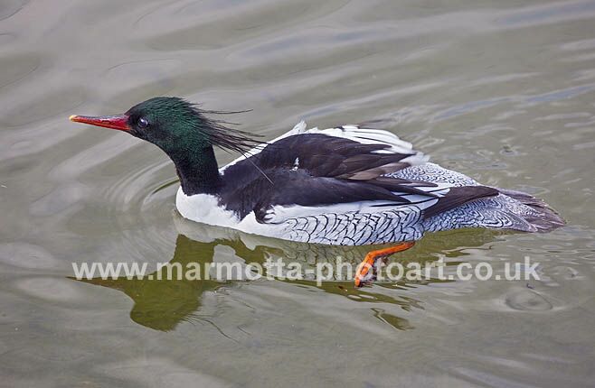 Click to See Next Image