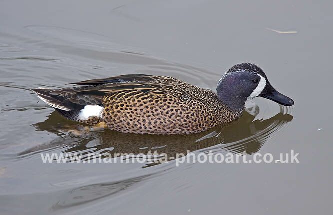 Click to See Next Image