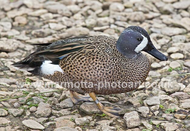 Click to See Next Image