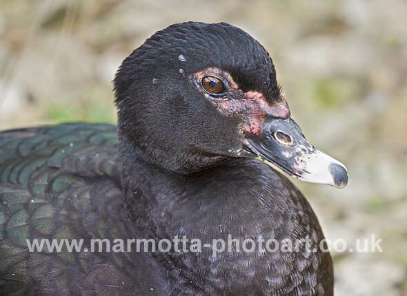 Click to See Next Image