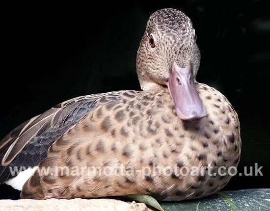 Click to See Next Image