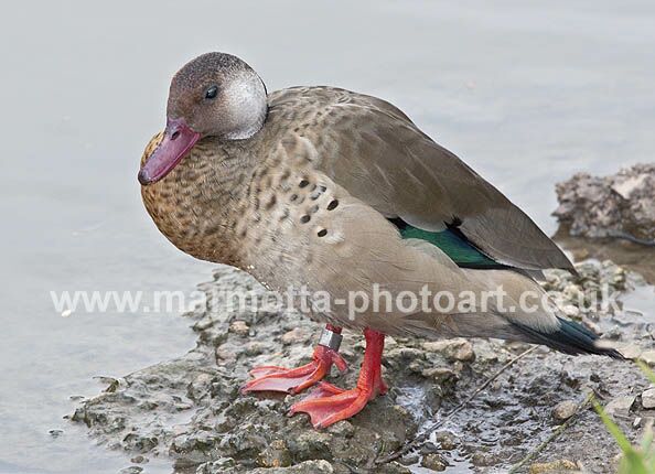 Click to See Next Image