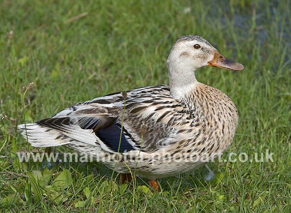 Click to See Next Image