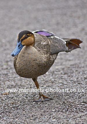 Click to See Next Image