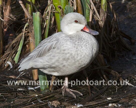 Click to See Next Image