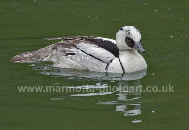 Click to See Next Image