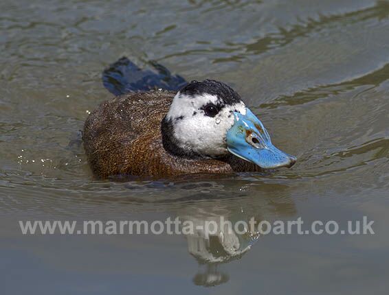 Click to See Next Image