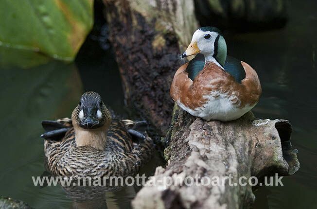 Click to See Next Image