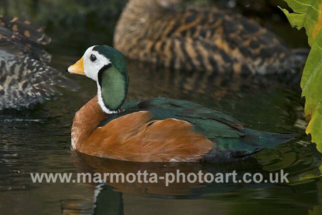 Click to See Next Image