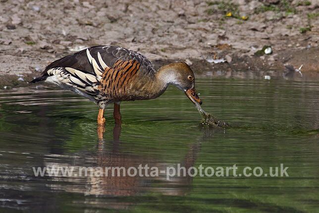 Click to See Next Image