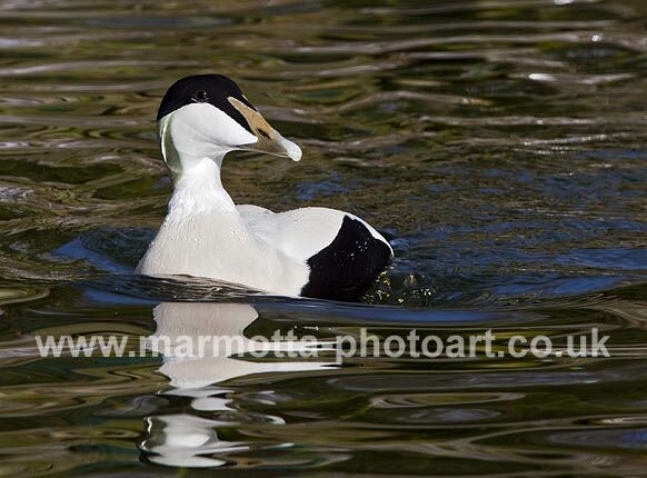 Click to See Next Image