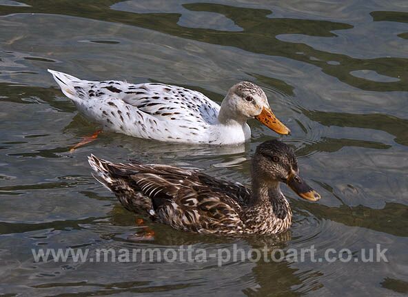 Click to See Next Image