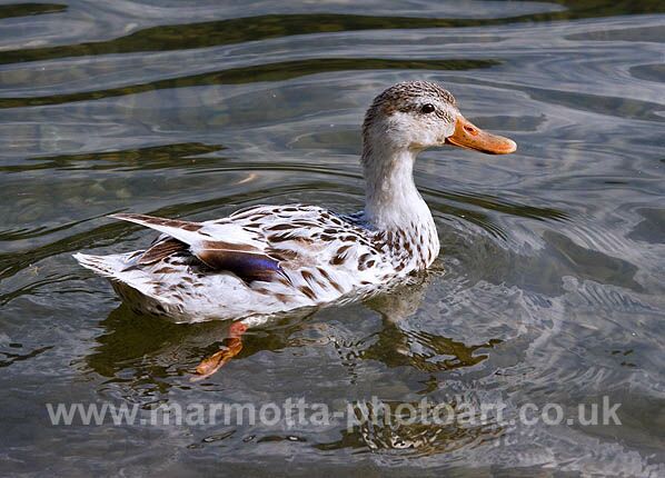 Click to See Next Image