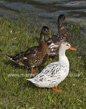 Click to See Next Image