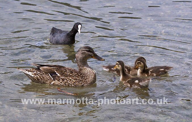 Click to See Next Image