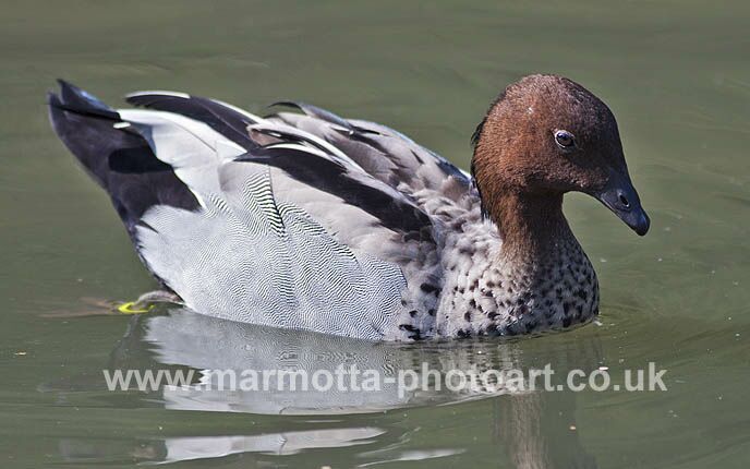 Click to See Next Image