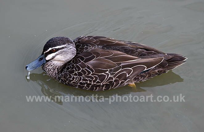 Click to See Next Image