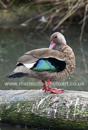 Click to See Next Image