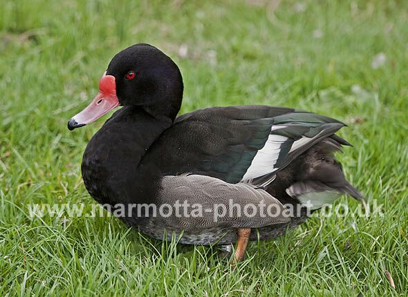 Click to See Next Image