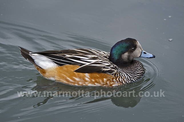 Click to See Next Image