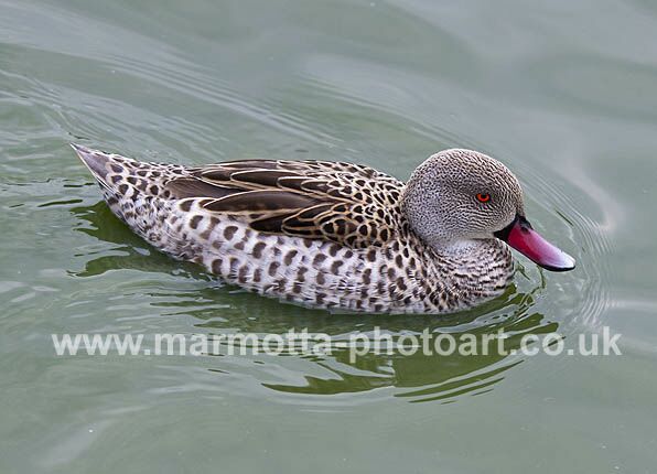 Click to See Next Image