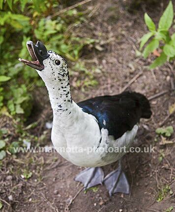 Click to See Next Image