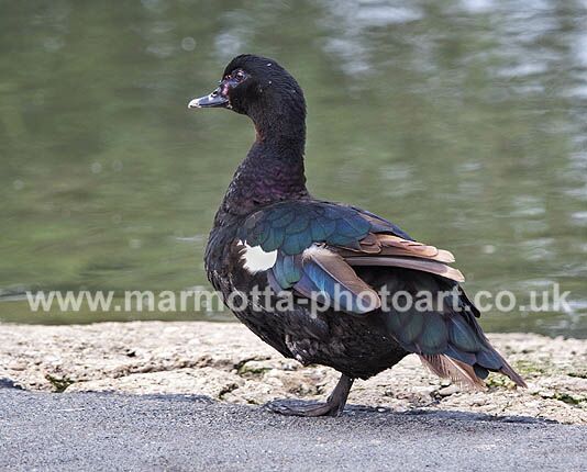 Click to See Next Image