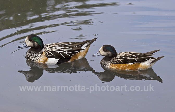 Click to See Next Image