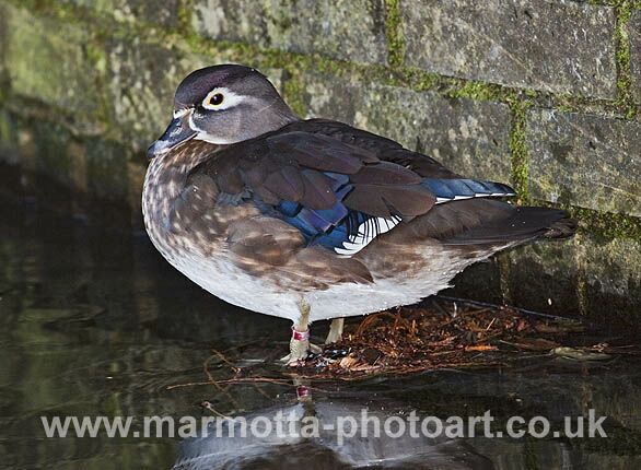 Click to See Next Image