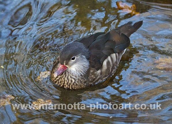 Click to See Next Image