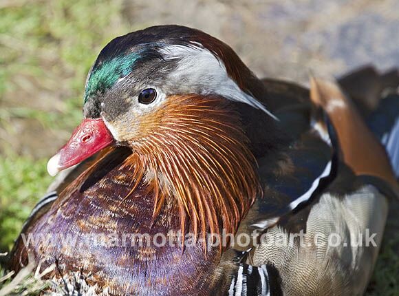 Click to See Next Image