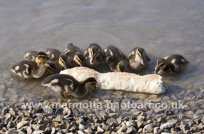 Click to See Next Image