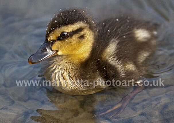 Click to See Next Image