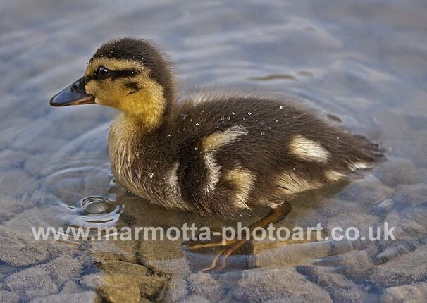 Click to See Next Image