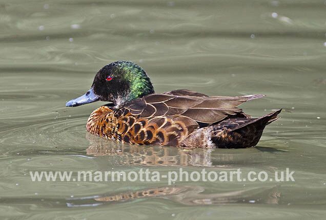 Click to See Next Image