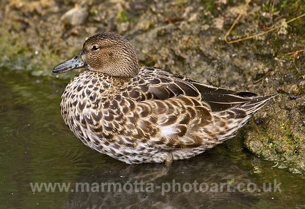 Click to See Next Image