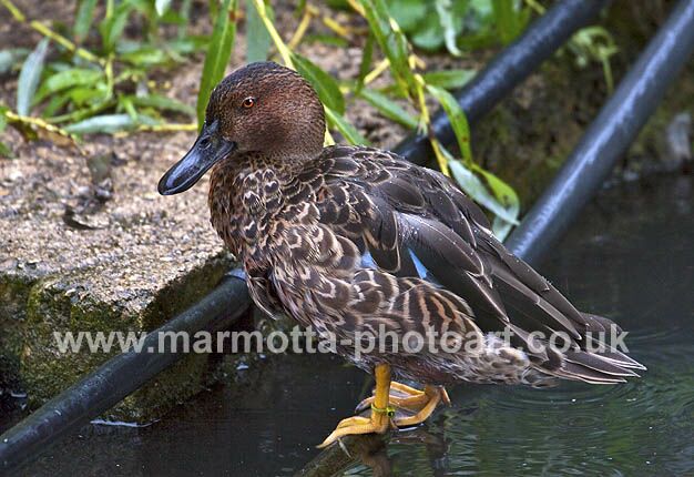 Click to See Next Image