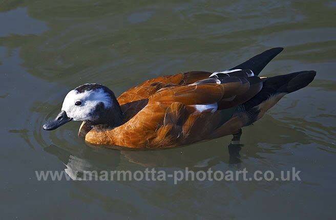 Click to See Next Image