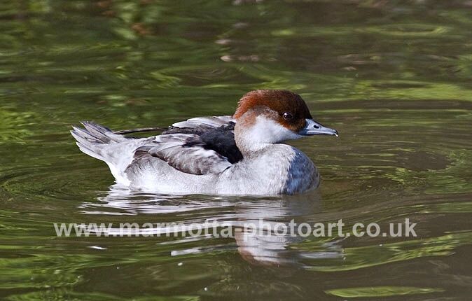 Click to See Next Image