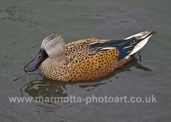 Click to See Next Image