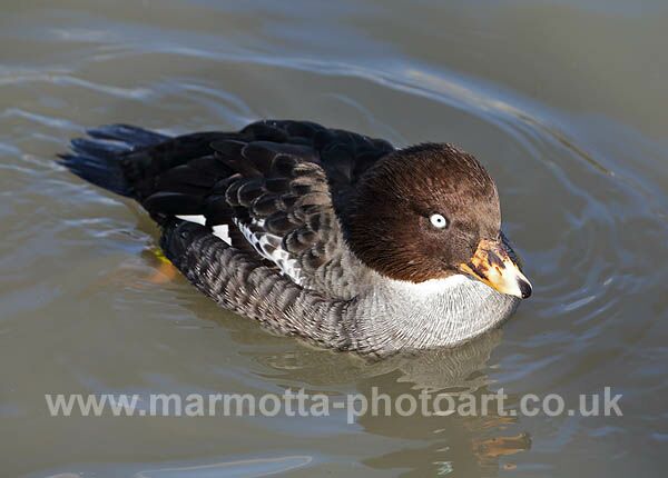 Click to See Next Image