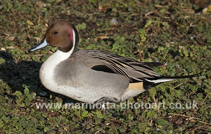 Click to See Next Image