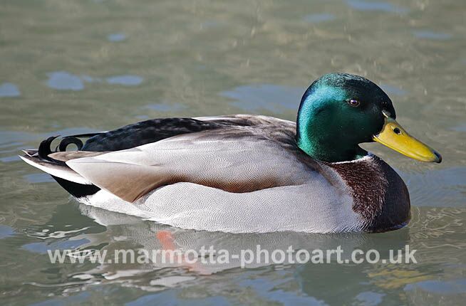 Click to See Next Image