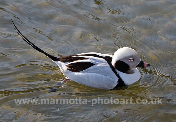 Click to See Next Image