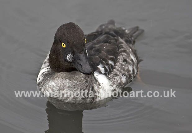 Click to See Next Image