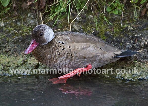 Click to See Next Image