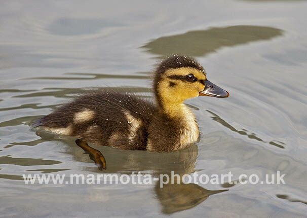 Click to See Next Image