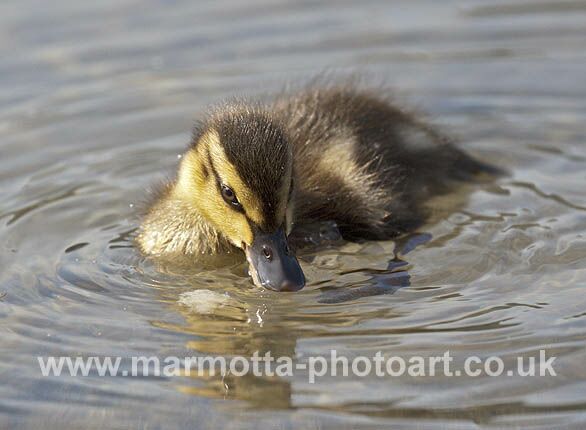 Click to See Next Image