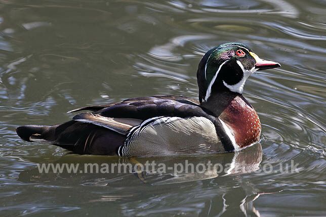 Click to See Next Image