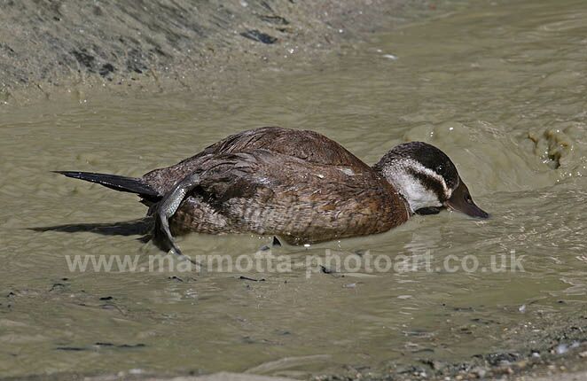 Click to See Next Image